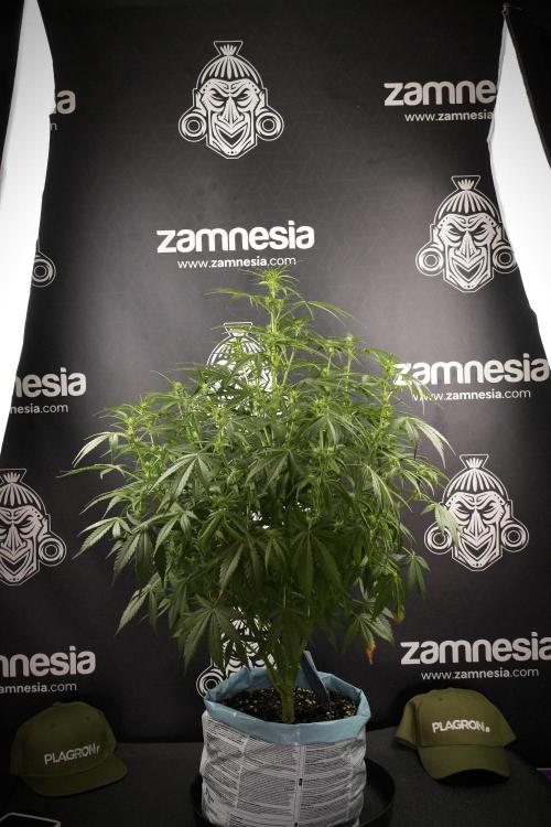 Amnesia Skunk The Zamnesia Way. Week 8 - Amnesia Skunk Studio Times 