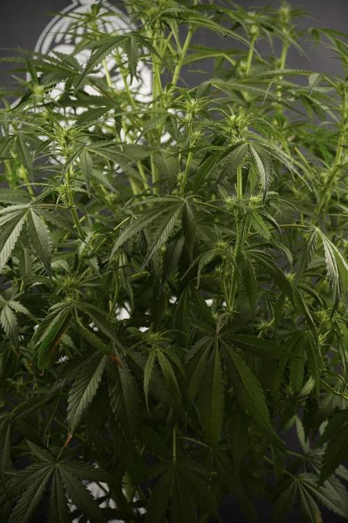 Amnesia Skunk The Zamnesia Way. Week 8 - Amnesia Skunk Studio Times 