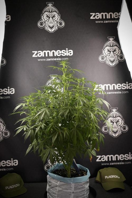 Amnesia Skunk The Zamnesia Way. Week 8 - Amnesia Skunk Studio Times 