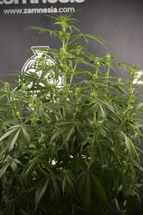 Amnesia Skunk The Zamnesia Way. Week 8 - Amnesia Skunk Studio Times 