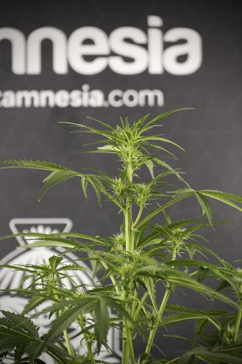 Amnesia Skunk The Zamnesia Way. Week 8 - Amnesia Skunk Studio Times 