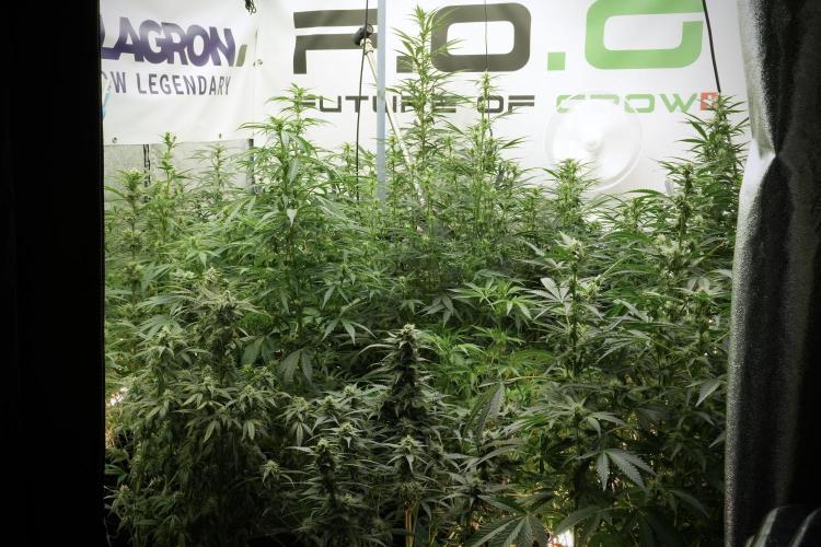 Amnesia Skunk The Zamnesia Way. Week 8 - The Garden