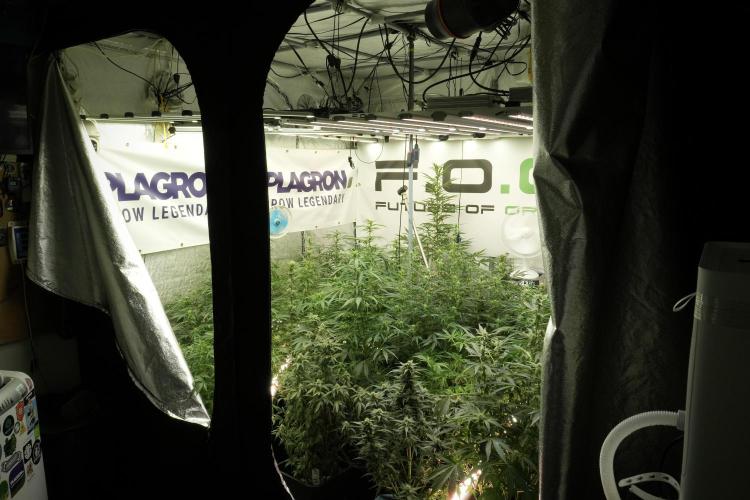 Amnesia Skunk The Zamnesia Way. Week 8 - The Garden