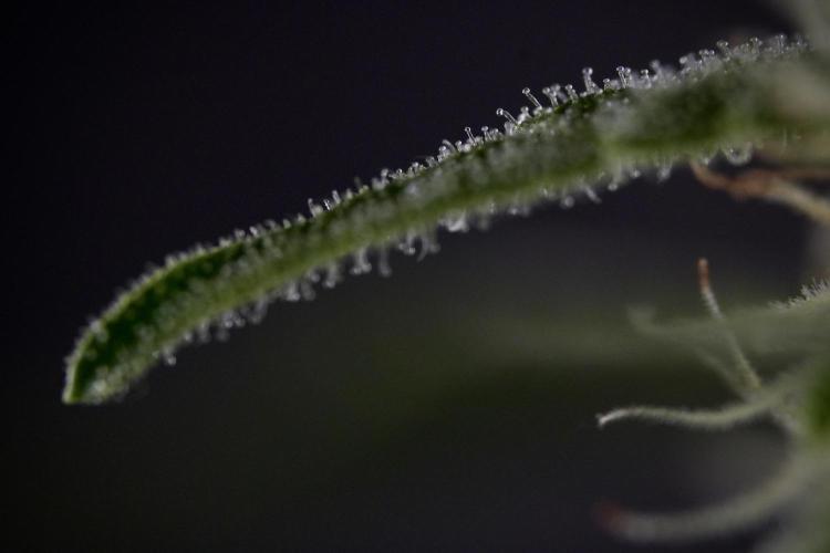 Amnesia Skunk The Zamnesia Way. Week 8 - Macros 