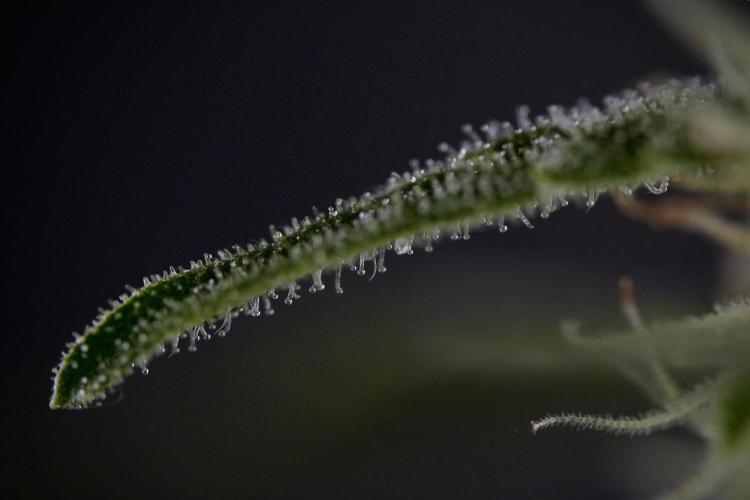 Amnesia Skunk The Zamnesia Way. Week 8 - Macros 