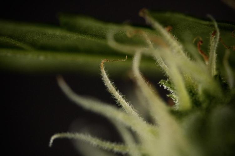 Amnesia Skunk The Zamnesia Way. Week 8 - Macros 