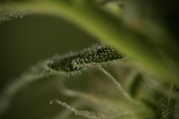 Amnesia Skunk The Zamnesia Way. Week 8 - Macros 