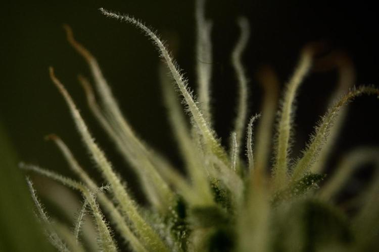 Amnesia Skunk The Zamnesia Way. Week 8 - Macros 