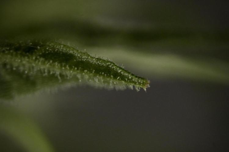 Amnesia Skunk The Zamnesia Way. Week 8 - Macros 