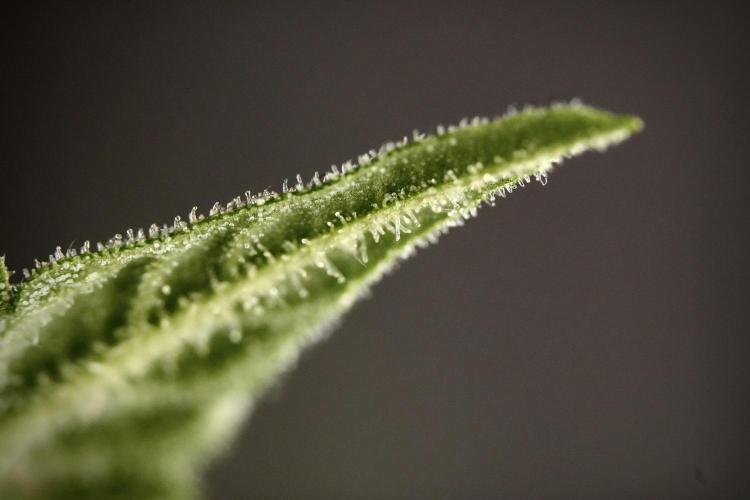 Amnesia Skunk The Zamnesia Way. Week 8 - Macros 