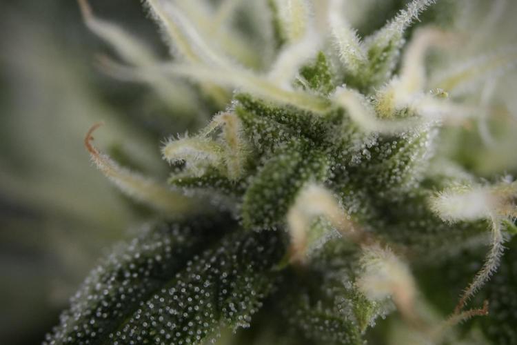 Amnesia Skunk The Zamnesia Way. Week 8 - Macros 