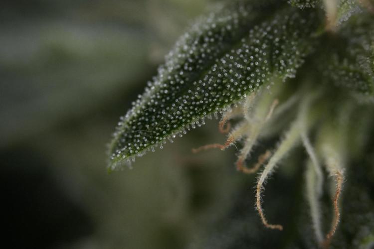 Amnesia Skunk The Zamnesia Way. Week 8 - Macros 