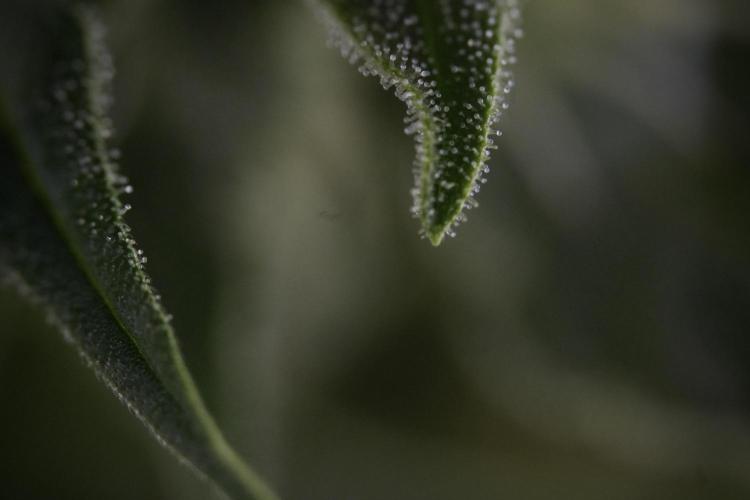 Amnesia Skunk The Zamnesia Way. Week 8 - Macros 