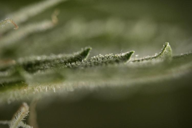 Amnesia Skunk The Zamnesia Way. Week 8 - Macros 