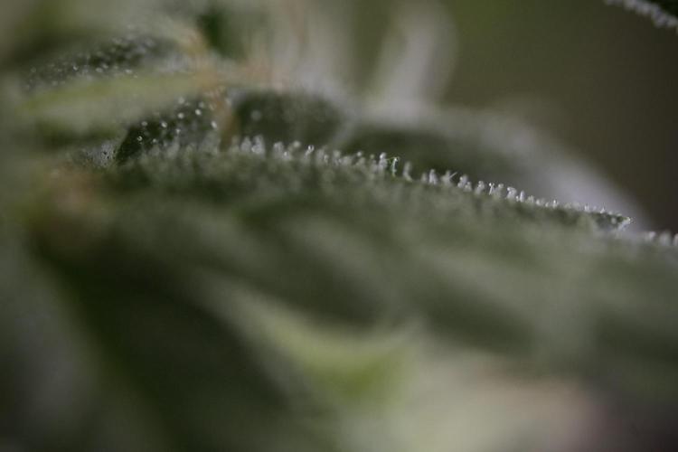 Amnesia Skunk The Zamnesia Way. Week 8 - Macros 