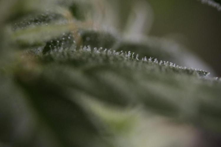 Amnesia Skunk The Zamnesia Way. Week 8 - Macros 