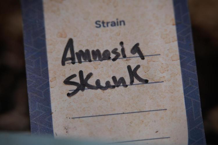 Amnesia Skunk The Zamnesia Way. Week 8 - Macros 