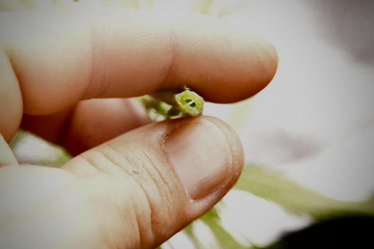 Amnesia Skunk The Zamnesia Way. Week 8 - Macros 