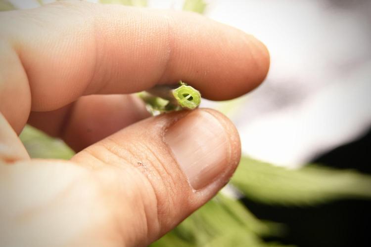 Amnesia Skunk The Zamnesia Way. Week 8 - Macros 