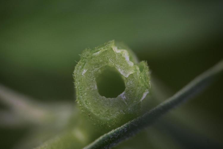 Amnesia Skunk The Zamnesia Way. Week 8 - Macros 