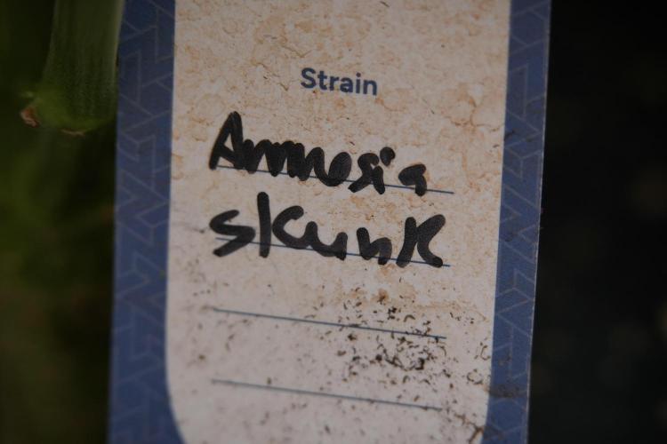 Amnesia Skunk The Zamnesia Way. Week 8 - Macros 