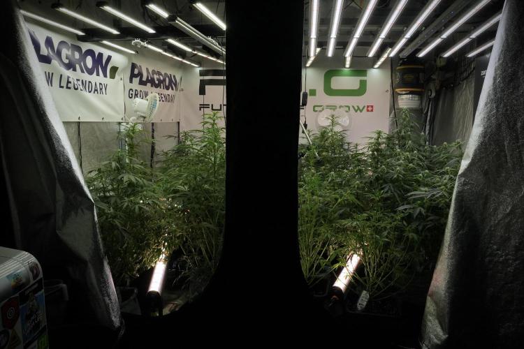 Catching The Ghost Train Haze @ Zamnesia. Week 8 - Room And Vibes 