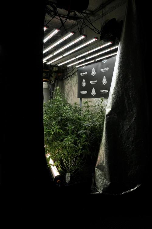 Catching The Ghost Train Haze @ Zamnesia. Week 8 - Room And Vibes 
