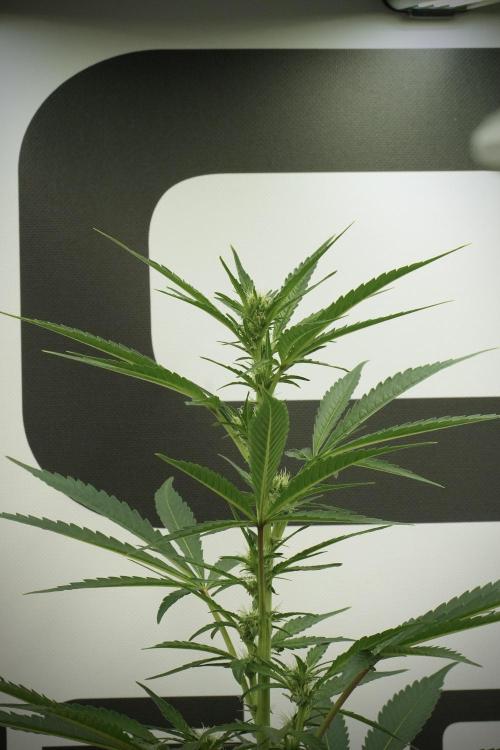 Catching The Ghost Train Haze @ Zamnesia. Week 8 - Ghost Train Haze 