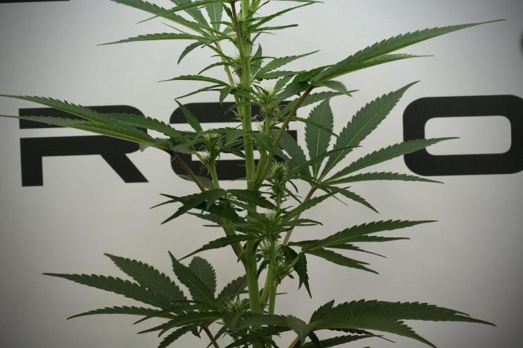 Catching The Ghost Train Haze @ Zamnesia. Week 8 - Ghost Train Haze 