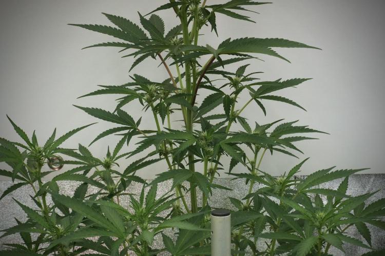 Catching The Ghost Train Haze @ Zamnesia. Week 8 - Ghost Train Haze 