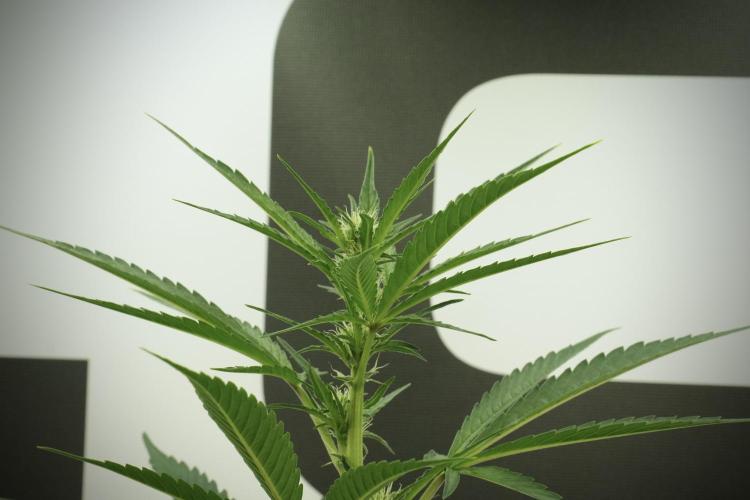 Catching The Ghost Train Haze @ Zamnesia. Week 8 - Ghost Train Haze 