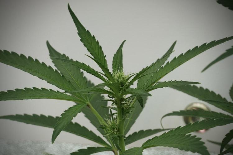 Catching The Ghost Train Haze @ Zamnesia. Week 8 - Ghost Train Haze 