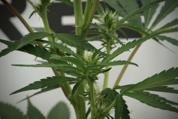 Catching The Ghost Train Haze @ Zamnesia. Week 8 - Ghost Train Haze 