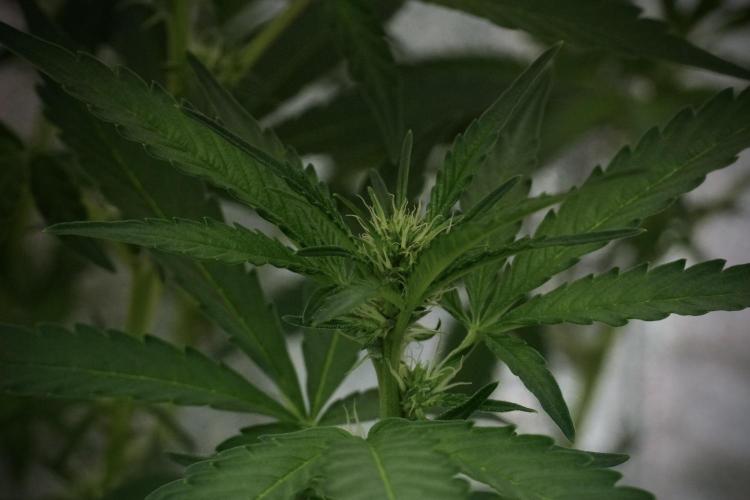 Catching The Ghost Train Haze @ Zamnesia. Week 8 - Ghost Train Haze 