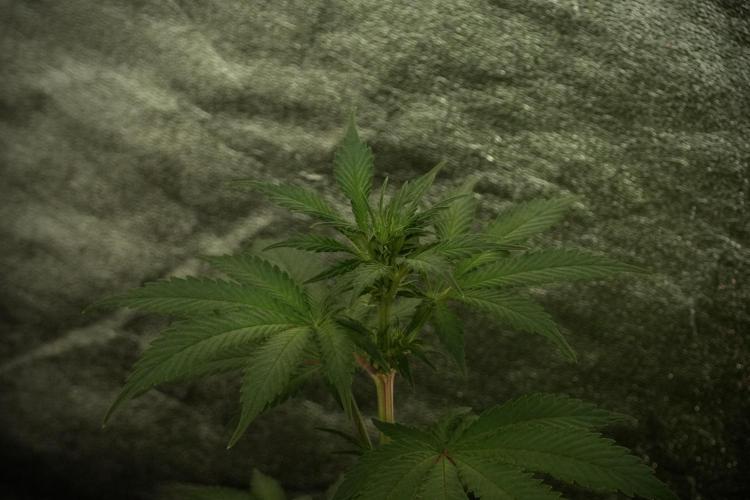 Catching The Ghost Train Haze @ Zamnesia. Week 8 - Ghost Train Haze 