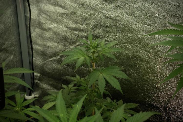 Catching The Ghost Train Haze @ Zamnesia. Week 8 - Ghost Train Haze 