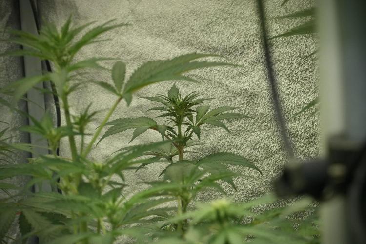 Catching The Ghost Train Haze @ Zamnesia. Week 8 - Ghost Train Haze 