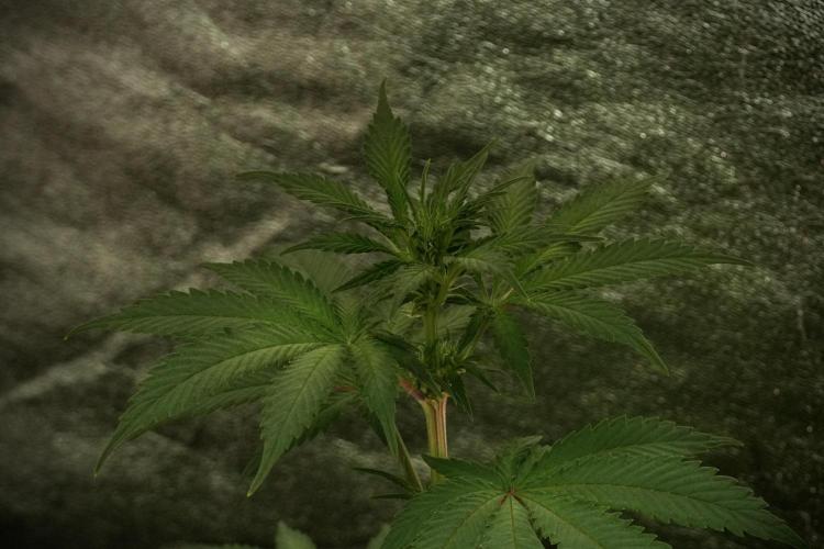 Catching The Ghost Train Haze @ Zamnesia. Week 8 - Ghost Train Haze 