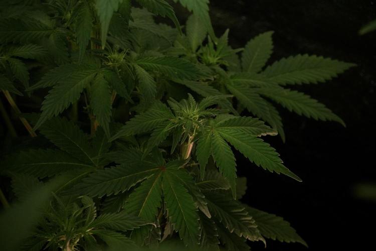 Catching The Ghost Train Haze @ Zamnesia. Week 8 - Ghost Train Haze 
