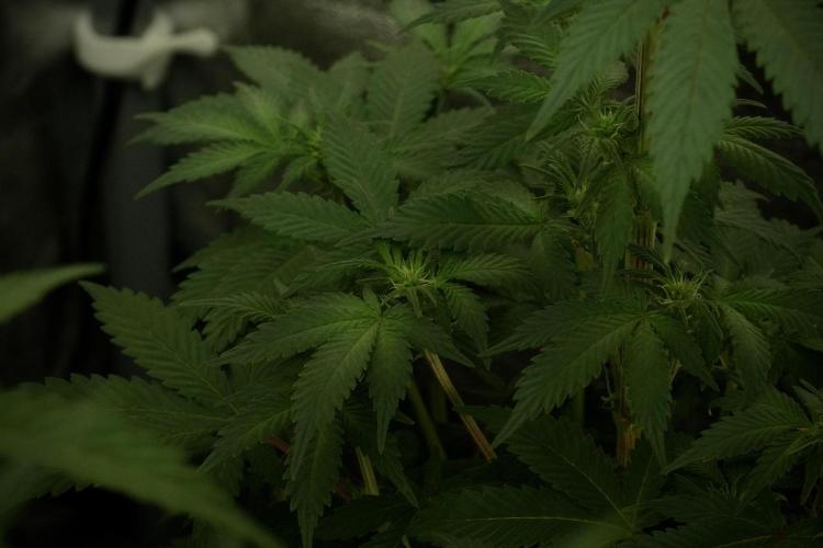 Catching The Ghost Train Haze @ Zamnesia. Week 8 - Ghost Train Haze 