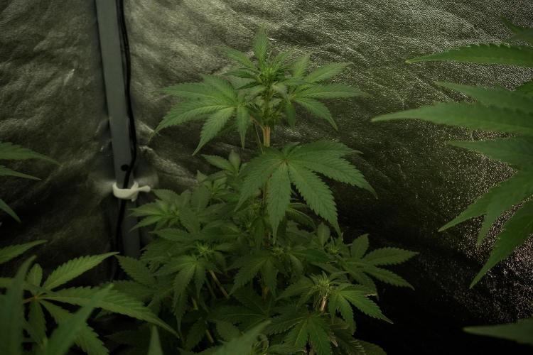 Catching The Ghost Train Haze @ Zamnesia. Week 8 - Ghost Train Haze 