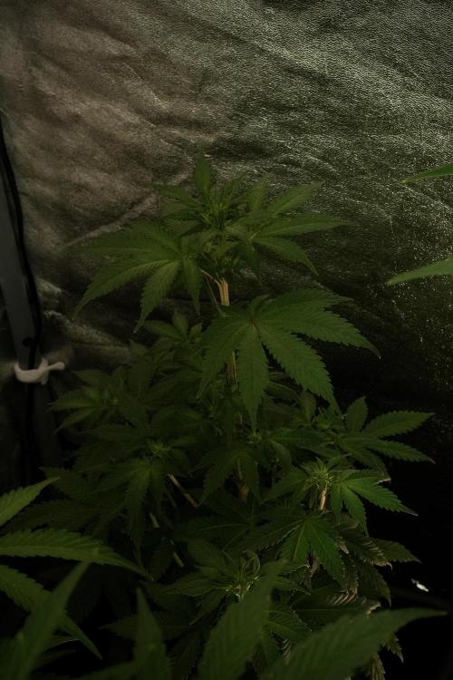 Catching The Ghost Train Haze @ Zamnesia. Week 8 - Ghost Train Haze 