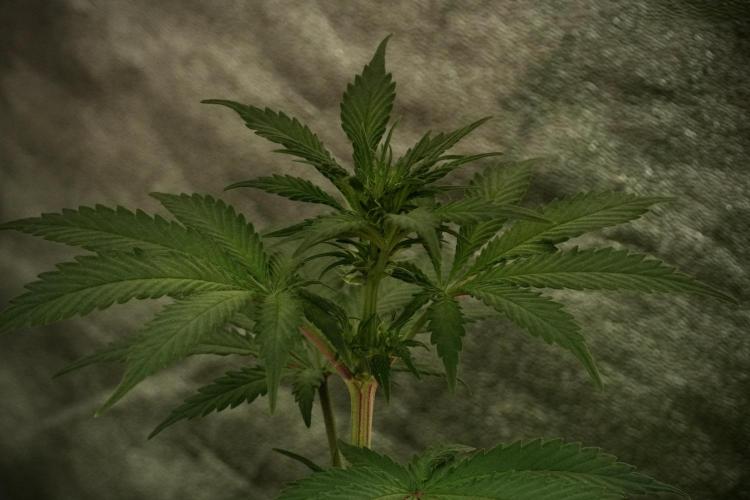 Catching The Ghost Train Haze @ Zamnesia. Week 8 - Ghost Train Haze 