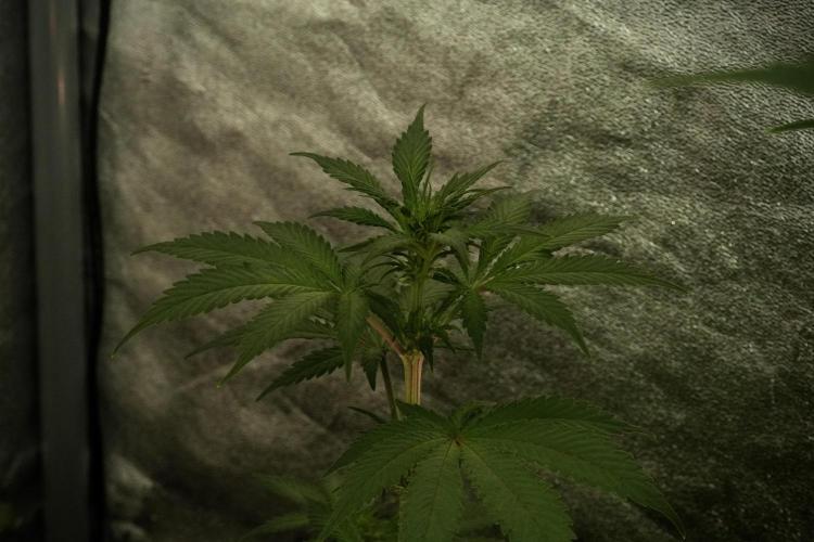 Catching The Ghost Train Haze @ Zamnesia. Week 8 - Ghost Train Haze 