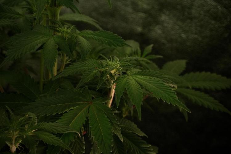 Catching The Ghost Train Haze @ Zamnesia. Week 8 - Ghost Train Haze 