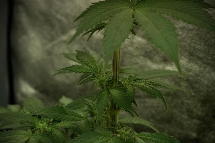 Catching The Ghost Train Haze @ Zamnesia. Week 8 - Ghost Train Haze 