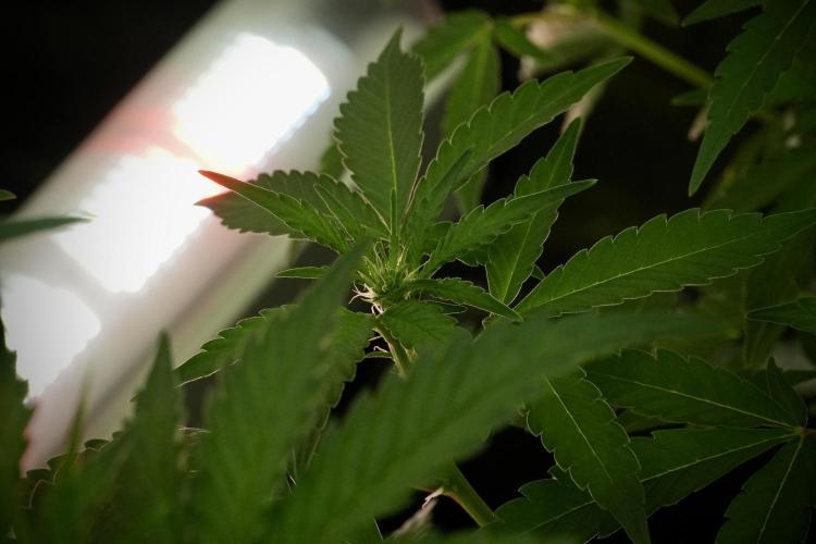 Catching The Ghost Train Haze @ Zamnesia. Week 8 - Ghost Train Haze 