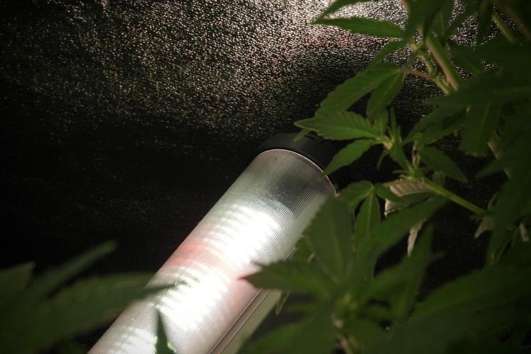 Catching The Ghost Train Haze @ Zamnesia. Week 8 - Ghost Train Haze 