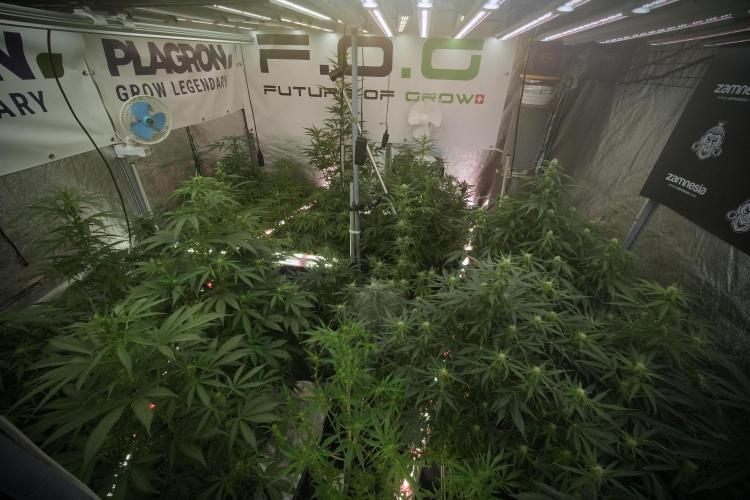 Catching The Ghost Train Haze @ Zamnesia. Week 8 - Room and vibes 