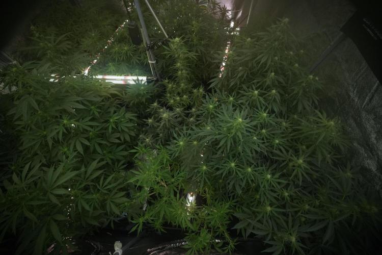 Catching The Ghost Train Haze @ Zamnesia. Week 8 - Room and vibes 